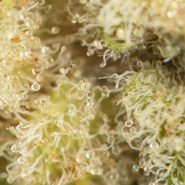 Buy Red Lemon Congo Online Green Society