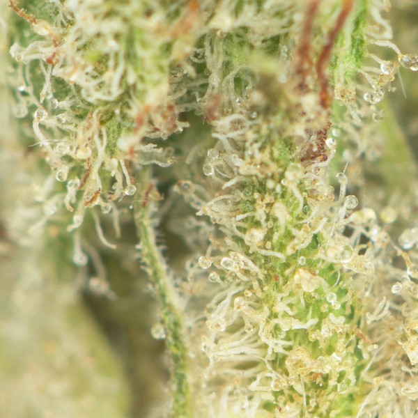 Buy Sour Diesel Online Green Society