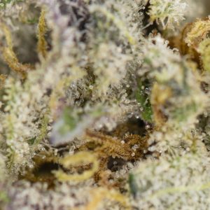 Buy Afgoo Strain Online Green Society