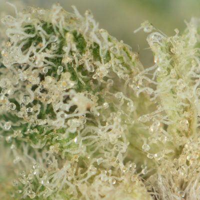 Buy Mike Tyson Strain Online Green Society