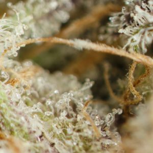 Buy Tuna Kush Online Green Society