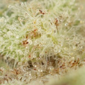 Buy Twisted Citrus Strain Online Green Society