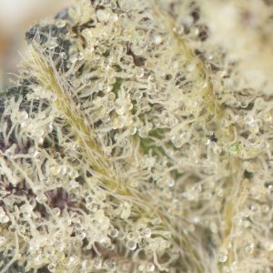 Buy Unicorn Poop Strain Online Green Society