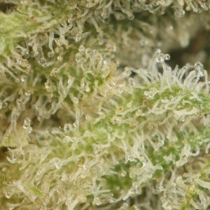 Buy Cali Bubba Online Green Society