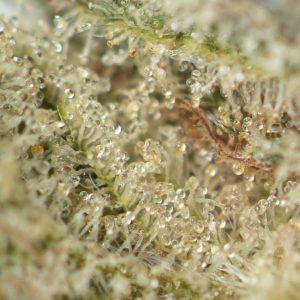 Buy Jelly Breath Online Green Society