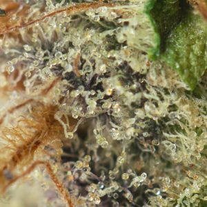 Buy London Pound Cake Online Green Society