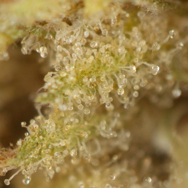 Buy Sour Cookies Online Green Society