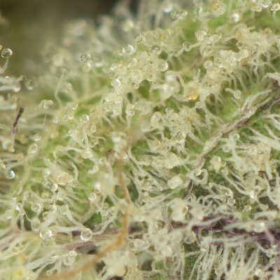 Buy Amnesia Haze Online Green Society