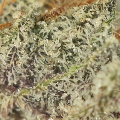 Buy Black Diamond Strain Online Green Society