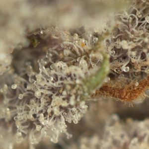 Buy LA Kush Cake (Bulk) Online Green Society