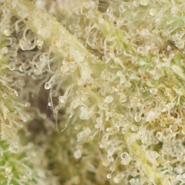 Death Bubba