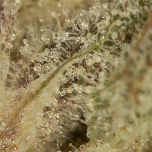 Buy Pink Gas Strain Online Green Society