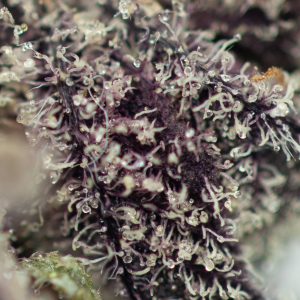 Buy Platinum Huckleberry Cookies Online Green Society