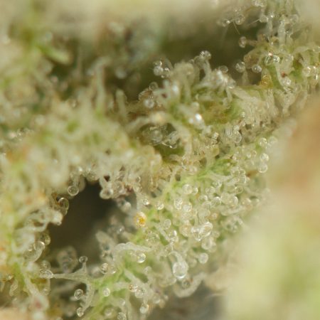 Buy Miracle Alien Cookies #10 (Smalls) Online Green Society