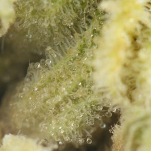 Buy Tahoe OG Kush Online Green Society