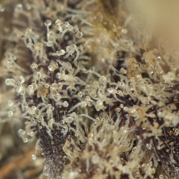 Buy Purple Space Cookies Online Green Society