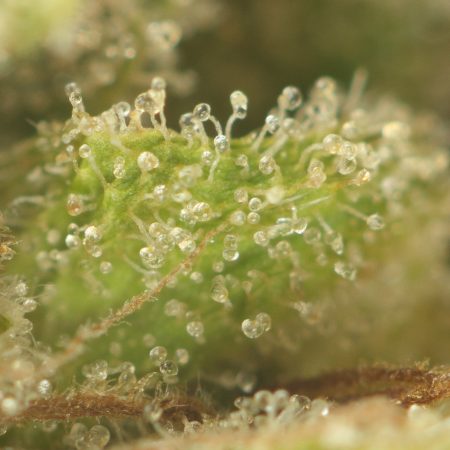 Buy Larry OG Strain Online Green Society