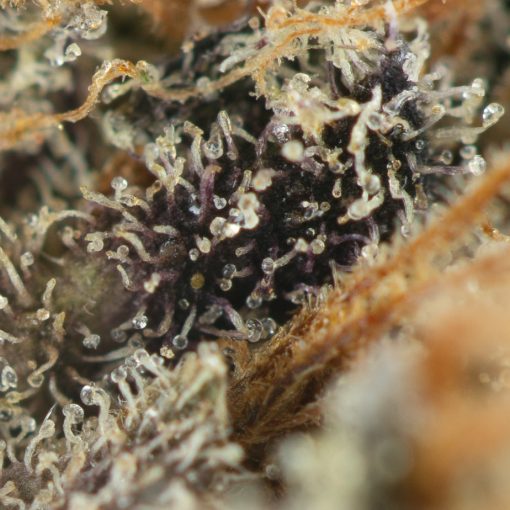 Buy Do-Si Cake Strain Online Green Society