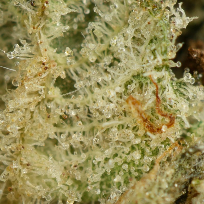 Buy Alien OG Strain Online Green Society