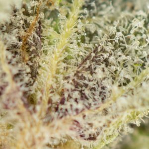 Buy Cheese Quake Strain Online Green Society