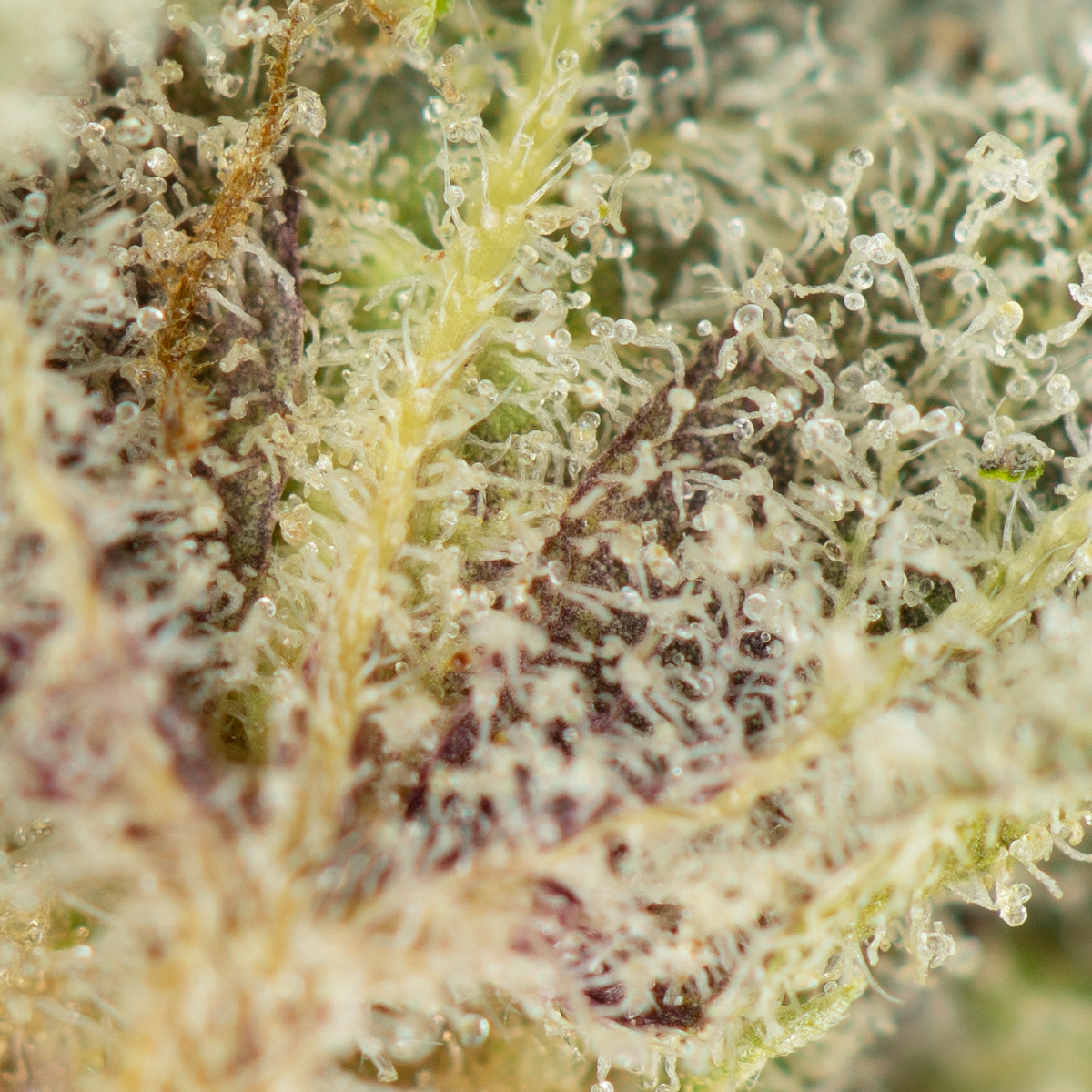 Buy Cheese Quake Strain Online Green Society