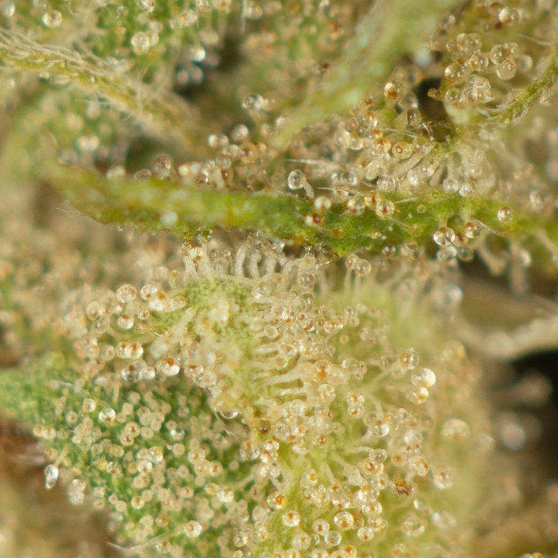 Buy Lindsay OG Strain Online Green Society