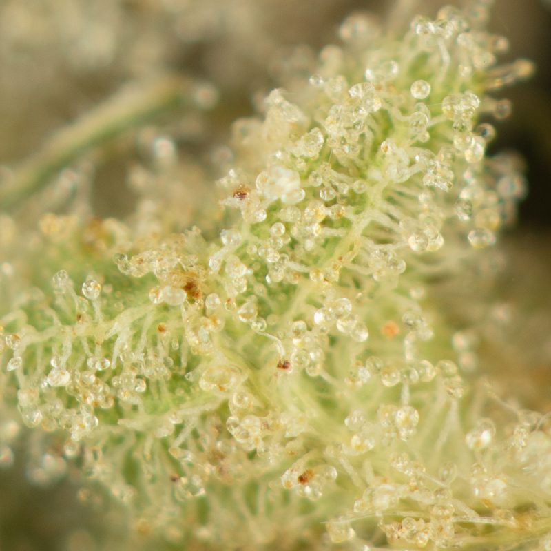 Buy Tuna Kush Strain Online Green Society