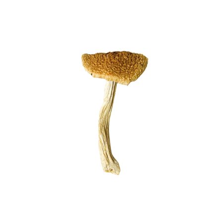 Buy Stropharia Cubensis Magic Mushrooms Online Green Society