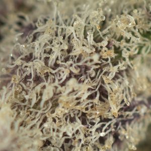 Buy Raspberry Cough Strain Online Green Society