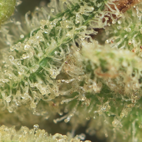 Original Glue