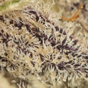 Buy Rainbow Chip Strain Online Green Society