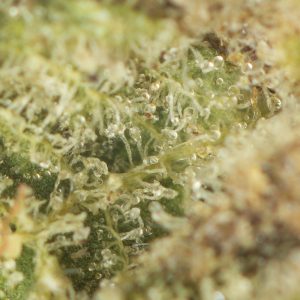 Buy Red Congolese Strain Online Green Society