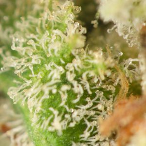 Buy Double OG Strain Online Green Society