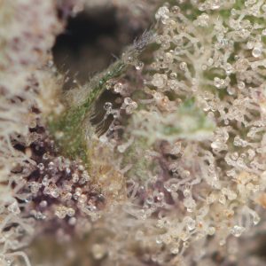 Buy Grapefruit Strain Online Green Society