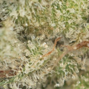 Buy Mochi Gelato Strain Online Canada Green Society