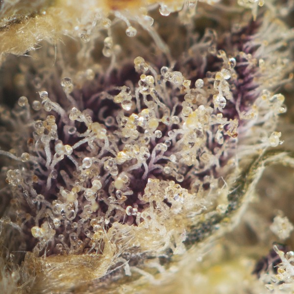 Alternative view of Black Cherry Pie