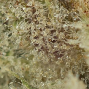 Buy Black Gas Strain by Pluto Craft Cannabis Online Green Society