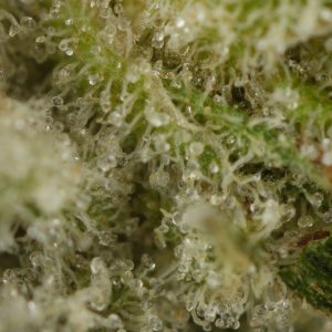 Buy Lava Cake #11 Strain Online Green Society