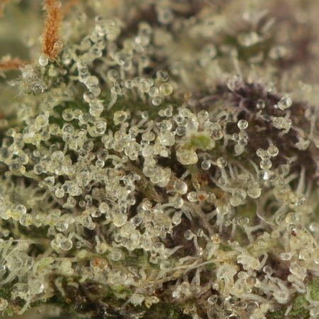 Buy Tuna Kush Strain Online Green Society