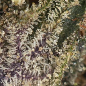 Buy Twisted Citrus Strain Online Green Society