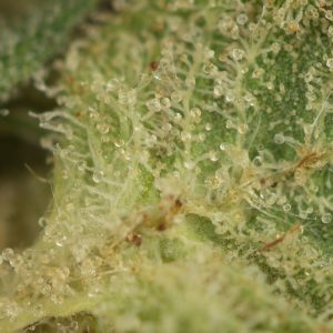 Buy Blue Fin Tuna Strain Online Green Society