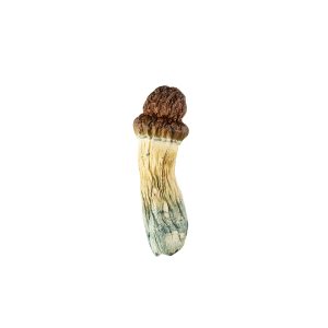 Buy Blue Pulaski Mushrooms Online Green Society