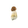 Buy DC Melmac Magic Mushrooms Online Green Society