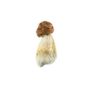 Buy DC Melmac Magic Mushrooms Online Green Society