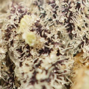 Buy Death Tuna Strain Online Green Society