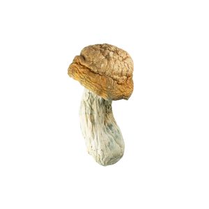 Buy Goldmember Mushrooms Online Green Society