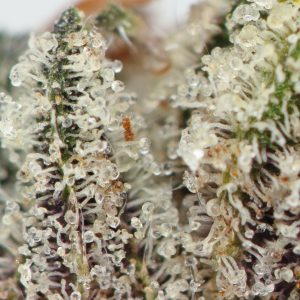 Buy LA Confidential Strain Online Green Society