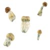 Buy Mix & Match Mushrooms 1/2 Ounce Online Green Society