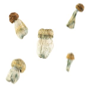 Buy Mix & Match Mushrooms 1/2 Ounce Online Green Society
