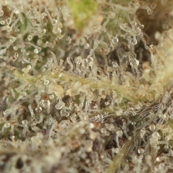 Buy Permanent Marker Strain Online Green Society